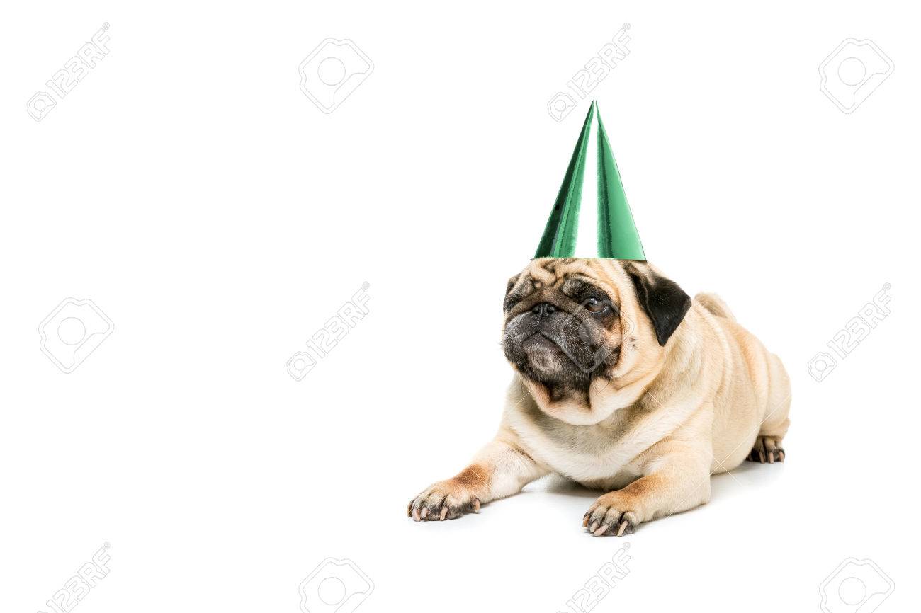 pug with party hat