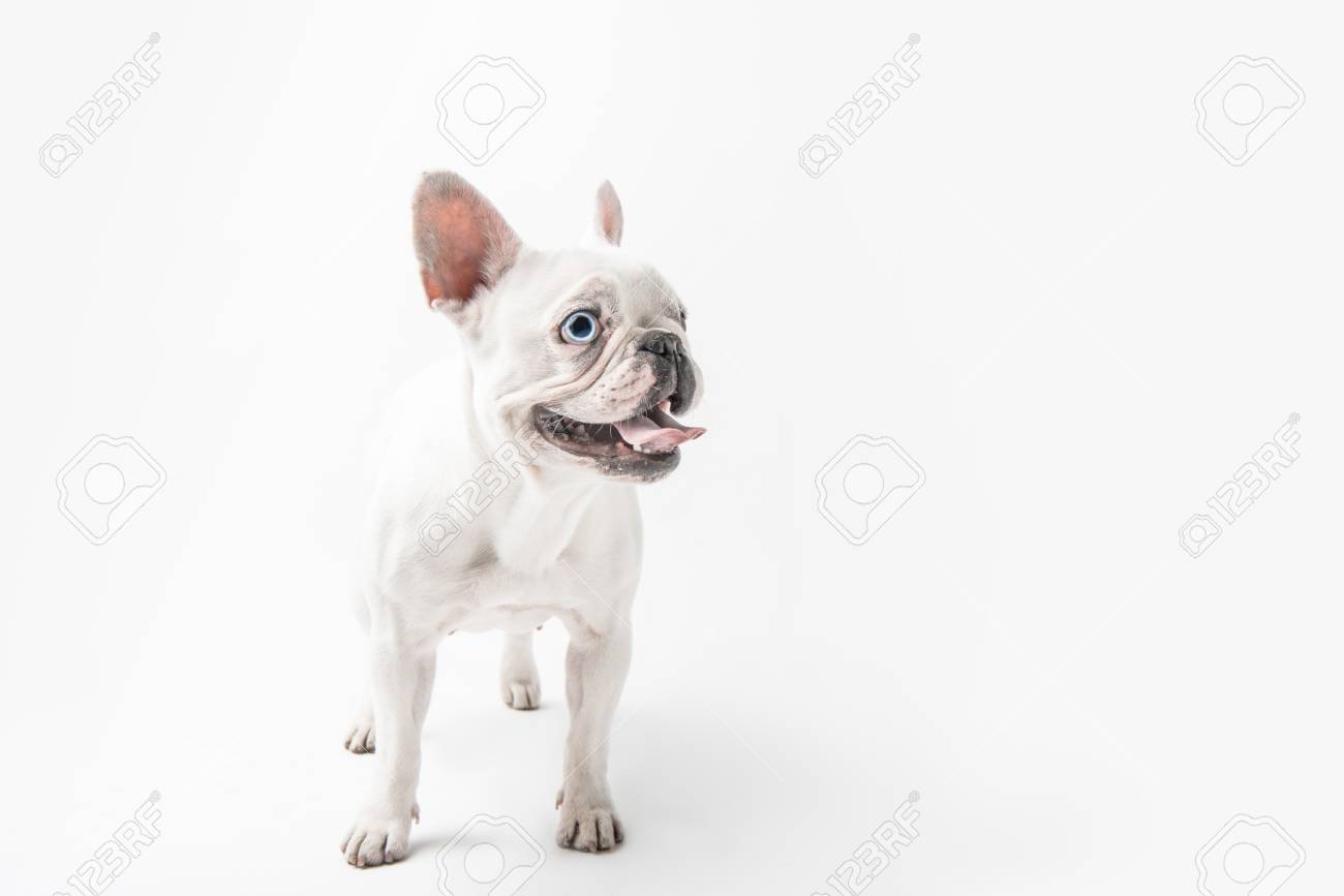 舌を見せて白で孤立した目をそらす面白いフレンチブルドッグ犬 の写真素材 画像素材 Image
