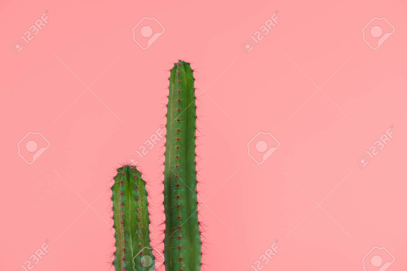 Get Dornen rosa mit Free HD Dornen Rosa Mit