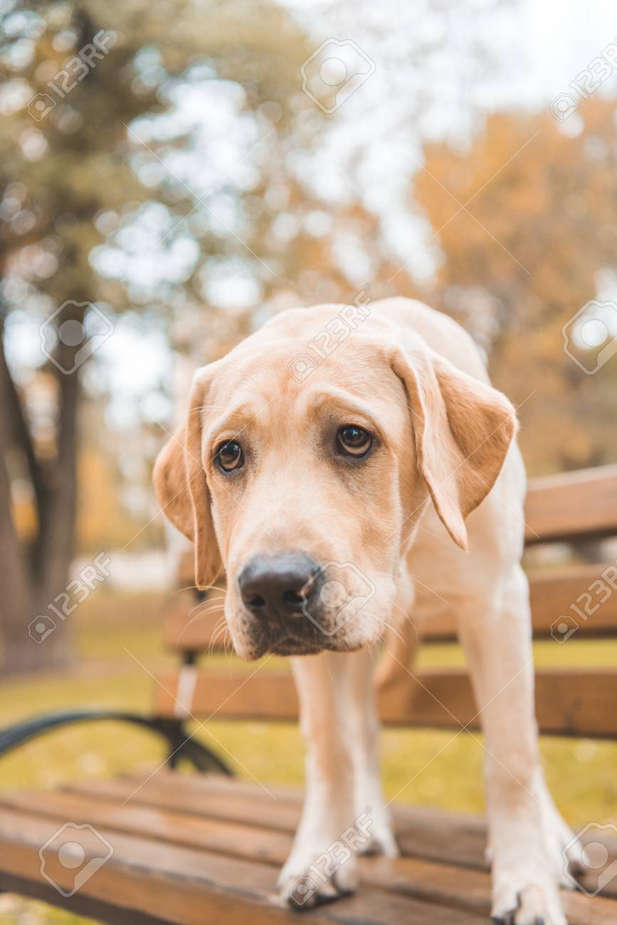 Bench Labrador Retriever