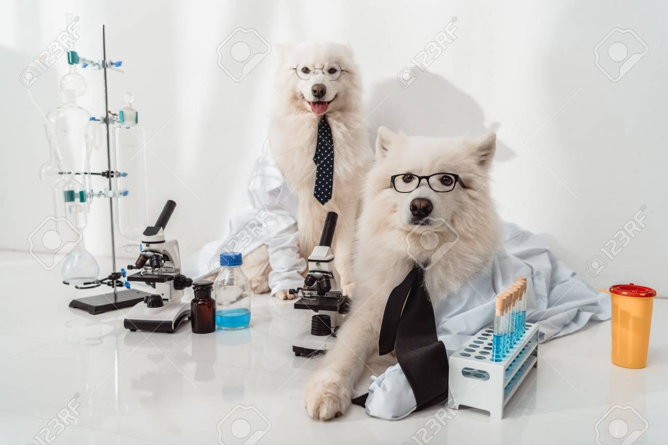 dog wearing lab coat