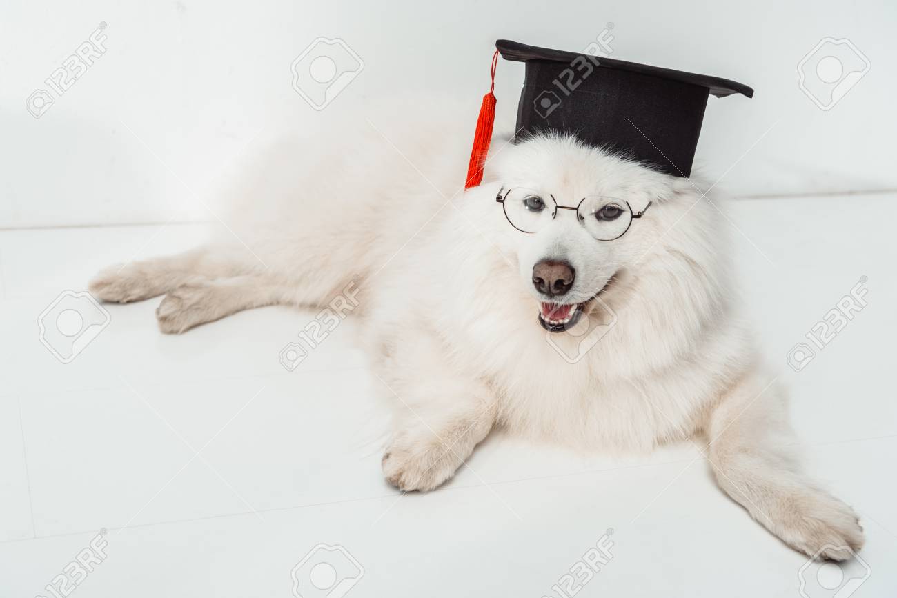 samoyed glasses