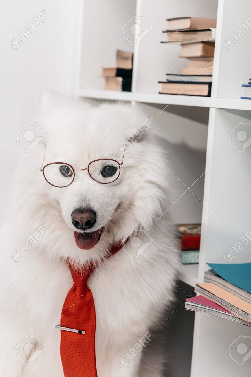 samoyed glasses