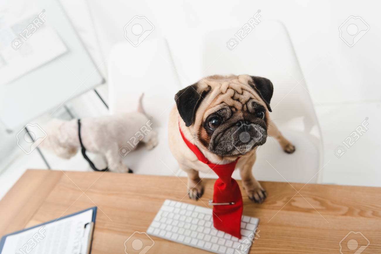 pug necktie