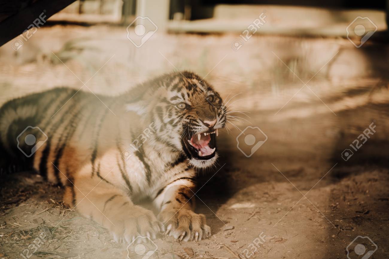 etiam-dictum-ipsum-a-felis