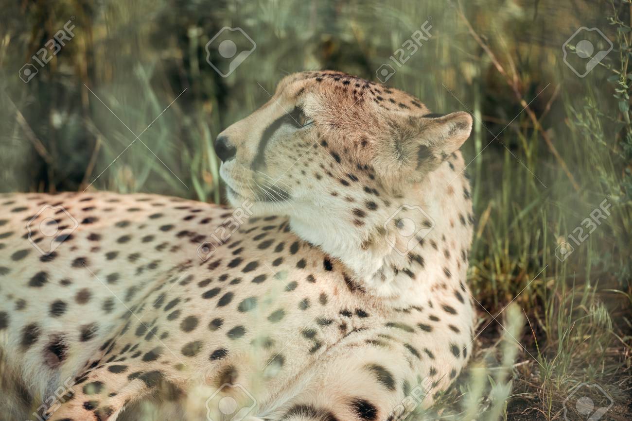 etiam-dictum-ipsum-a-felis
