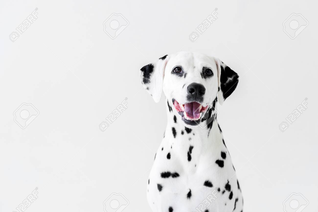 One Cute Dalmatian Dog With Open Mouth Isolated On White Stock Photo Picture And Royalty Free Image Image 106852780