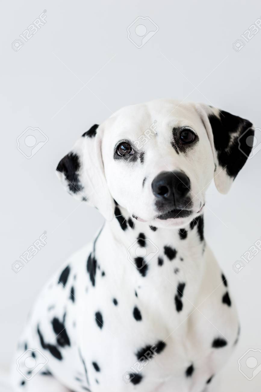 dalmatian cute