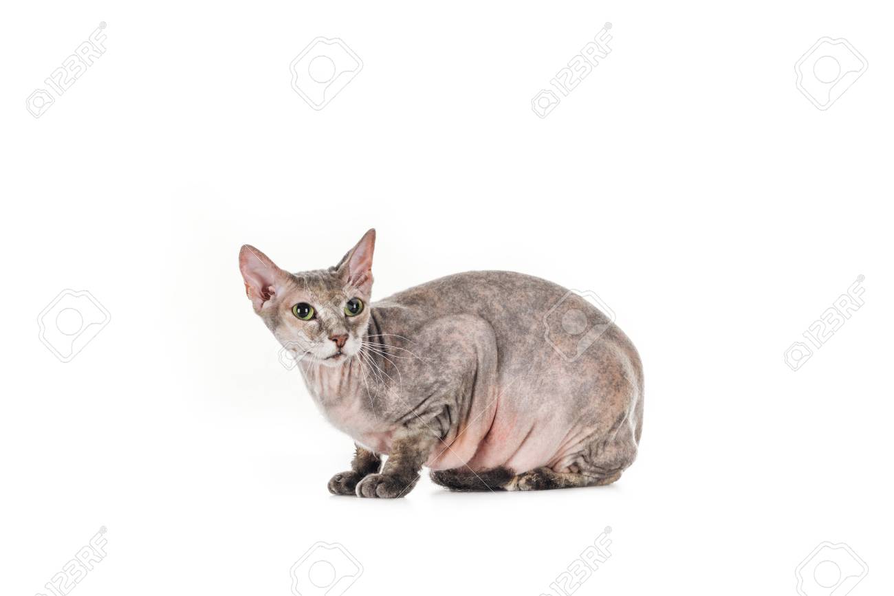 Grey Sphynx Cat Sitting And Looking Away Isolated On White Stock