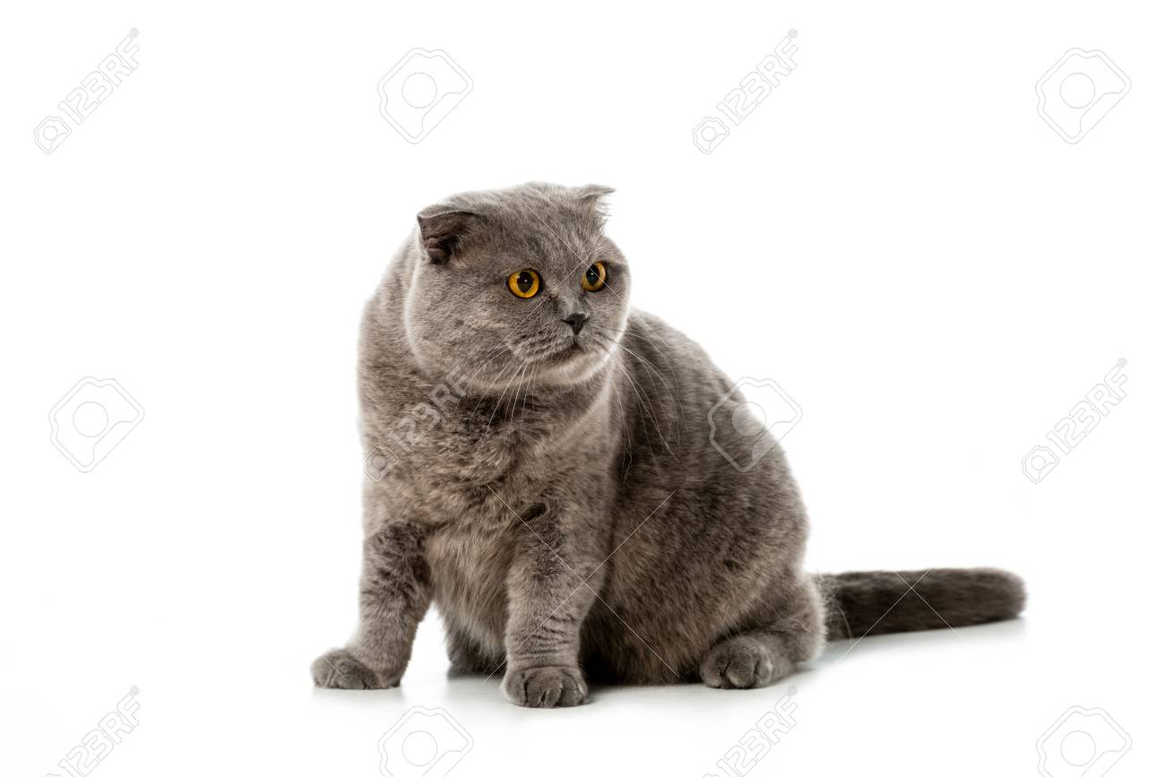 Stock Photo