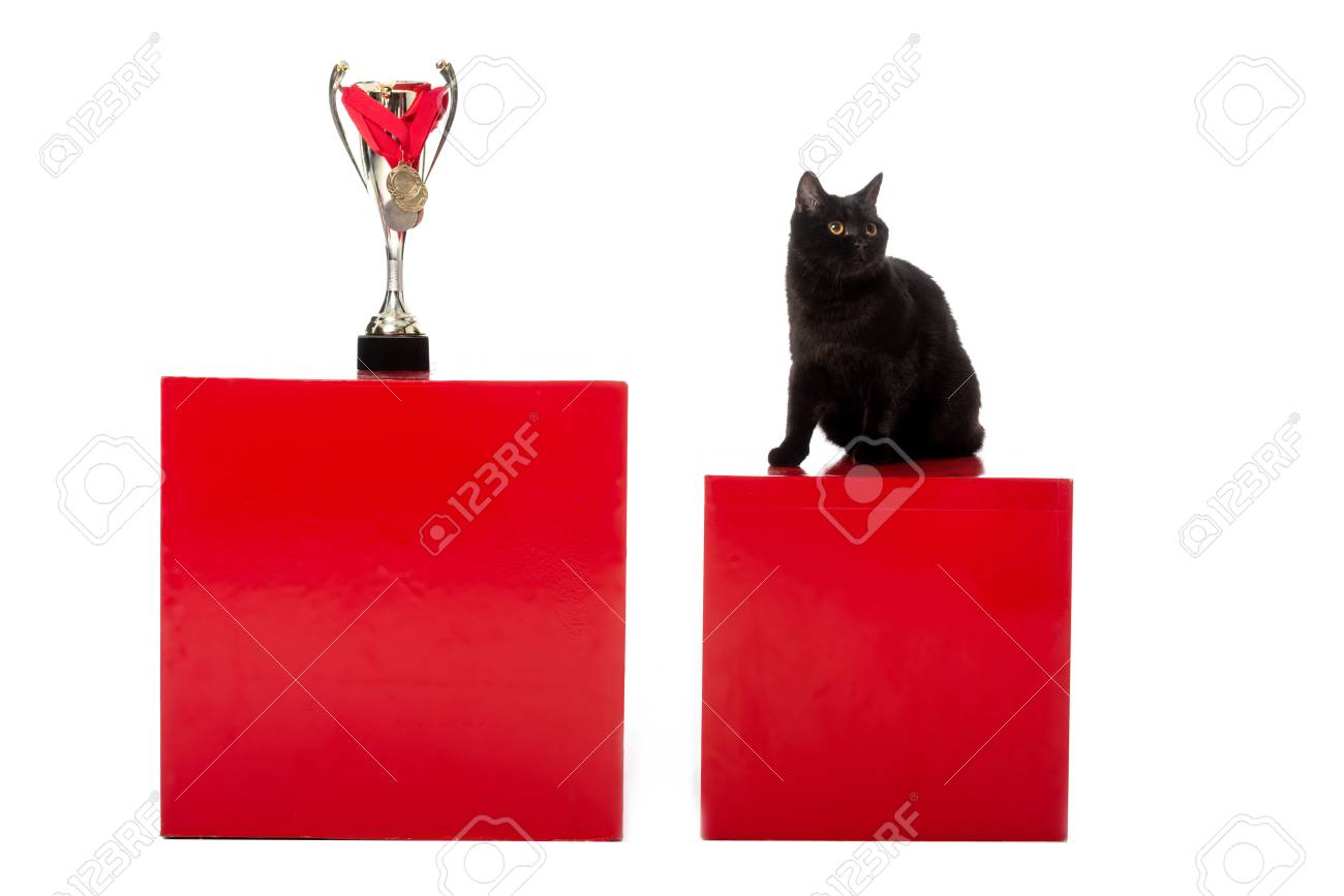 Black British Shorthair Cat Sitting On Red Cube Near Golden Trophy