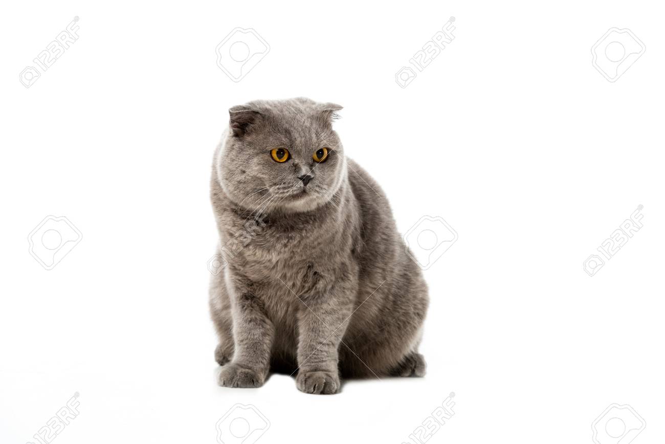 Stock Photo