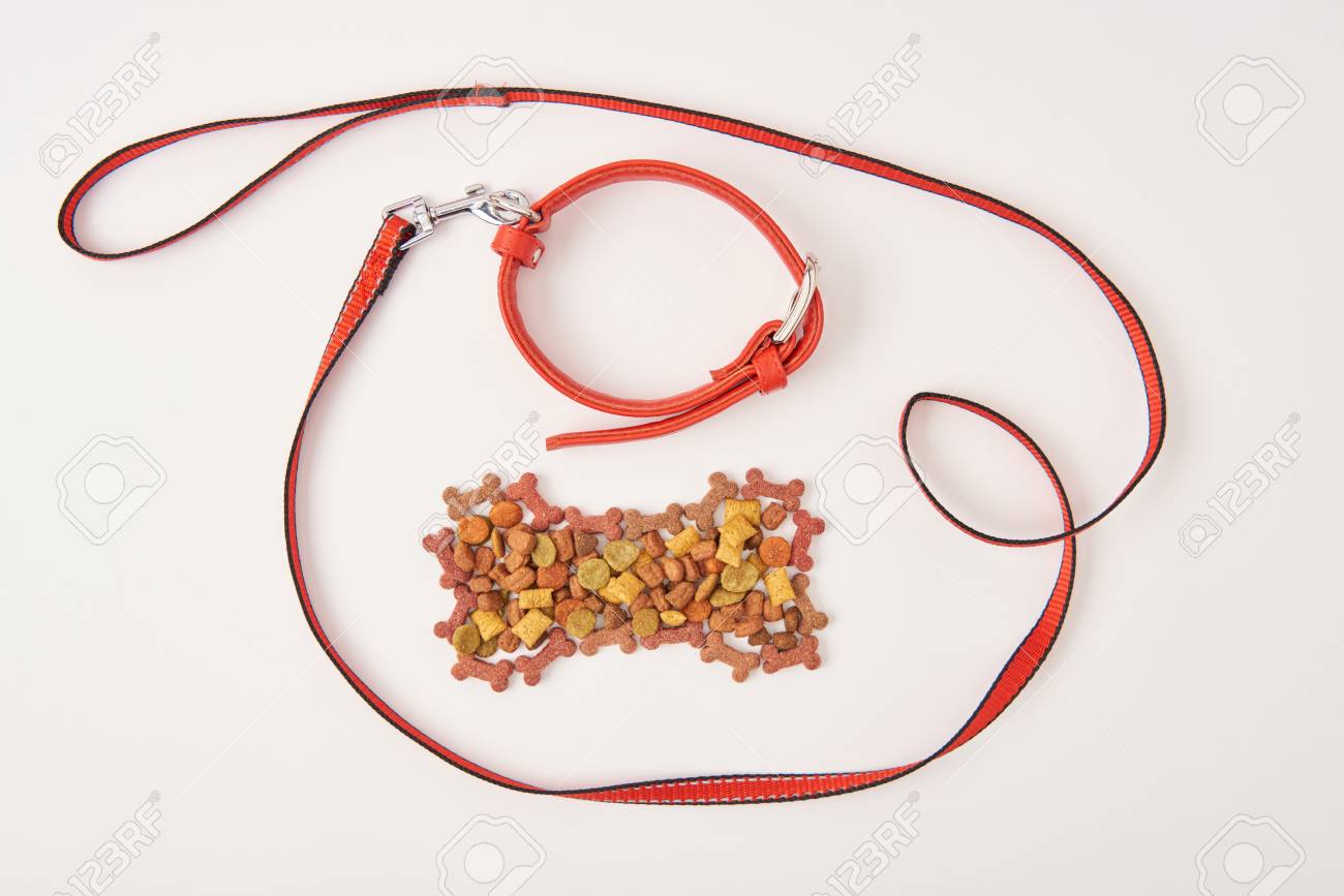 top rated dog collars and leashes