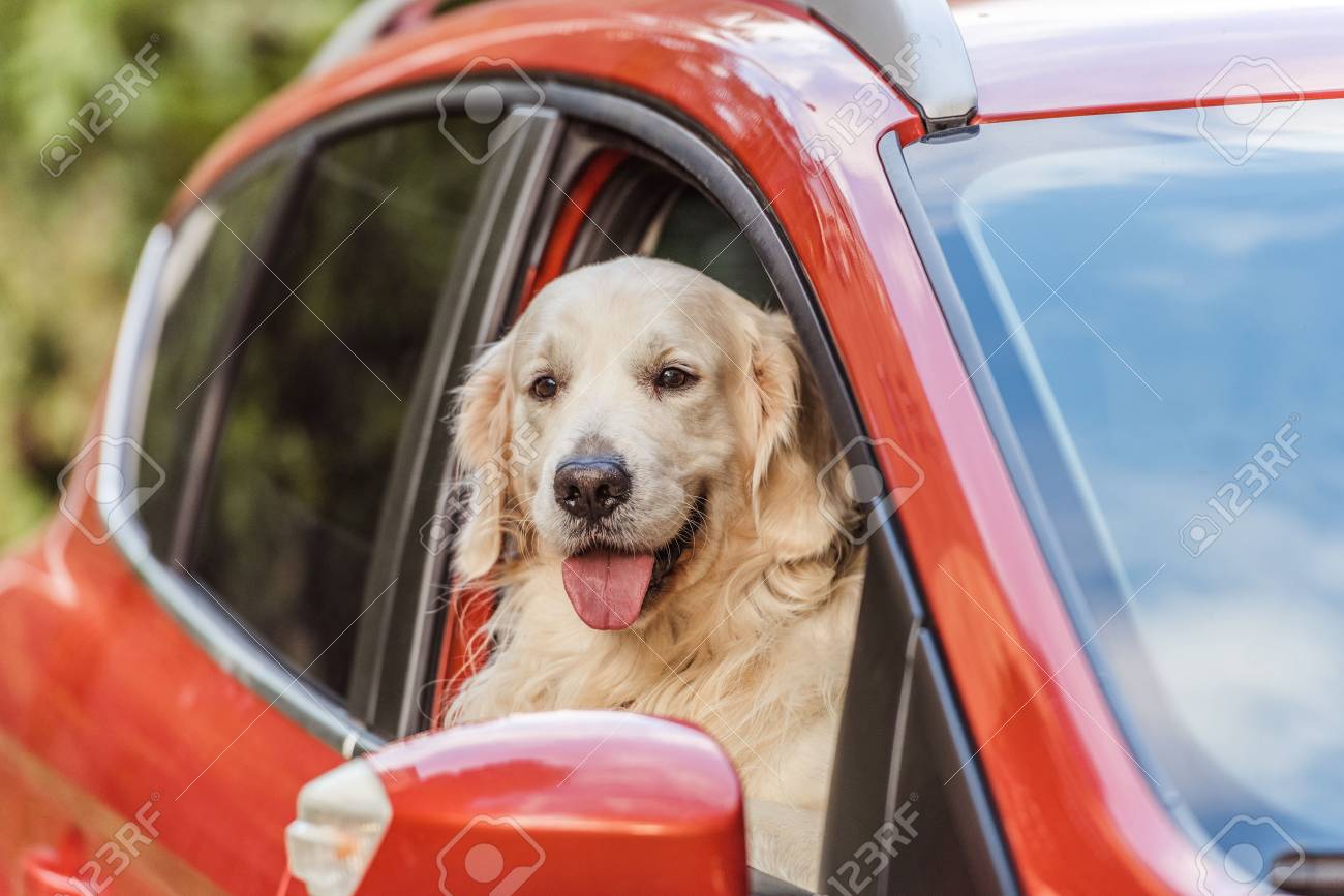 赤い車に座って 窓からカメラを見て美しいゴールデンレトリバー犬 の写真素材 画像素材 Image 赤い車に座って 窓からカメラを見て美しいゴールデンレトリバー犬 の写真素材 画像素材 Image