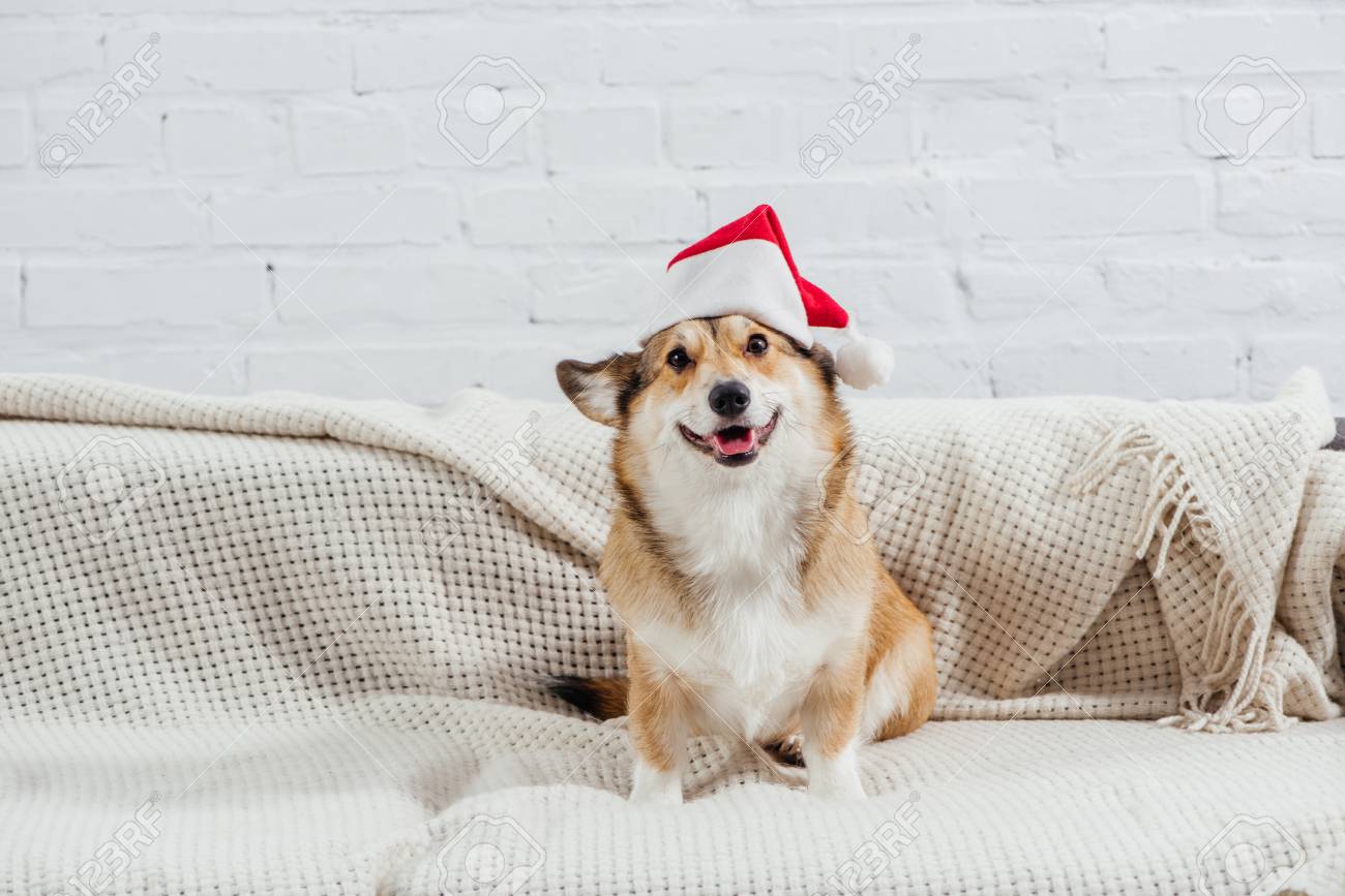 corgi in hat