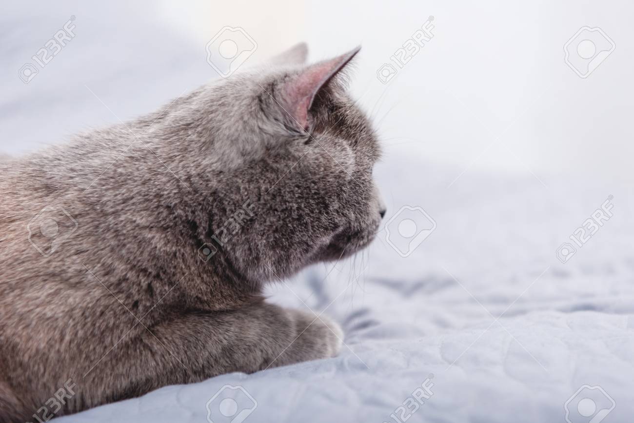 Close Up View Of Cute Grey British Shorthair Cat On Bed Stock