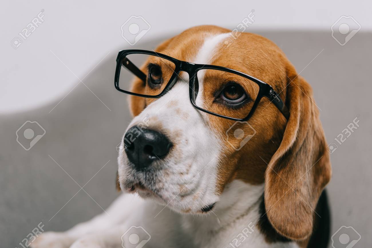 beagle sunglasses