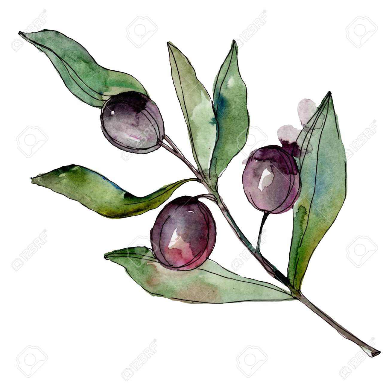 Black Olives Watercolor Background Illustration Set Watercolour