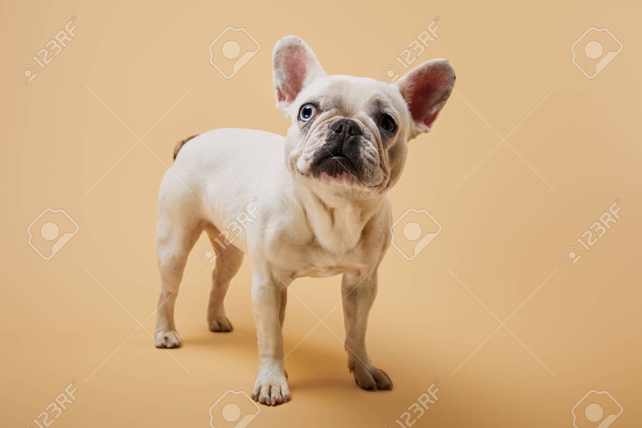 french bulldog small