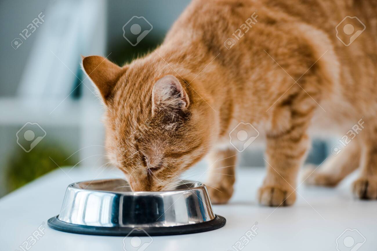 cute red tabby cat drinking from metal bowl in veterinary clinic - 135665993 cute red tabby cat drinking from metal bowl in veterinary clinic - 135665993