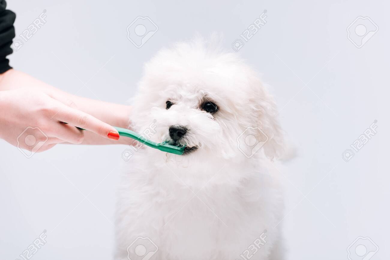 Cropped View Of Woman Brushing Teeth To Havanese Dog Isolated Stock Photo Picture And Royalty Free Image Image