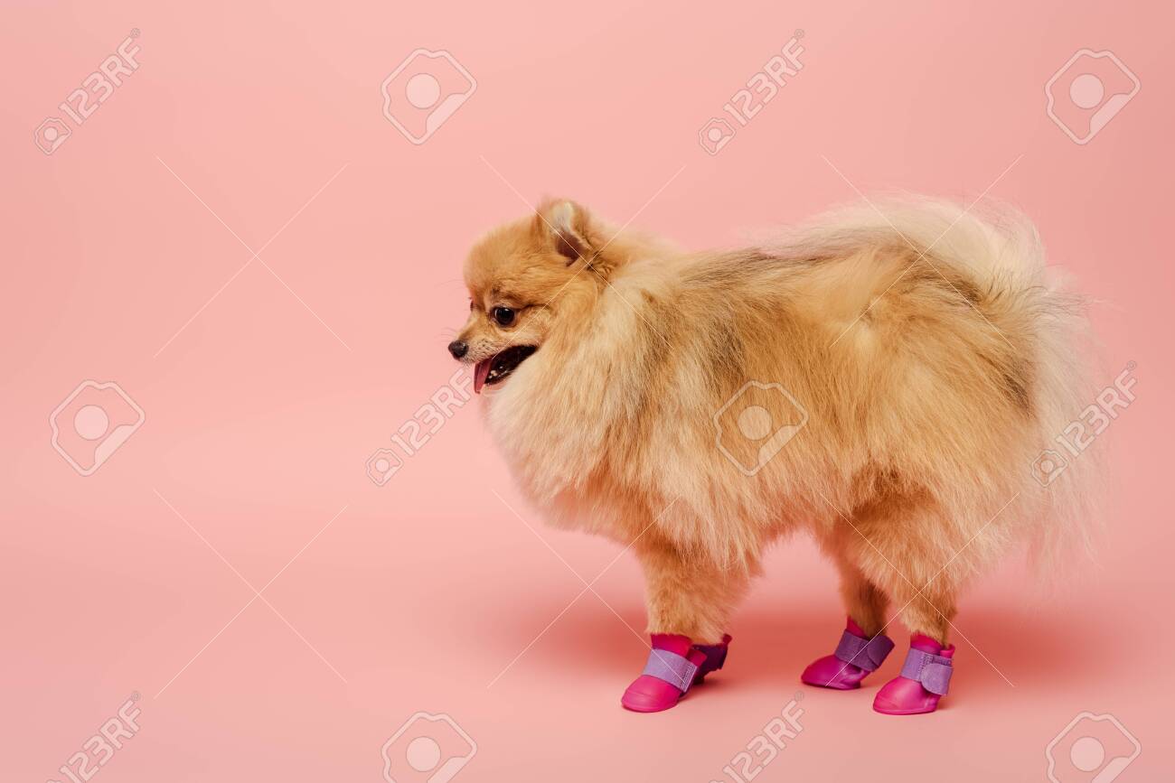 barents night kennel