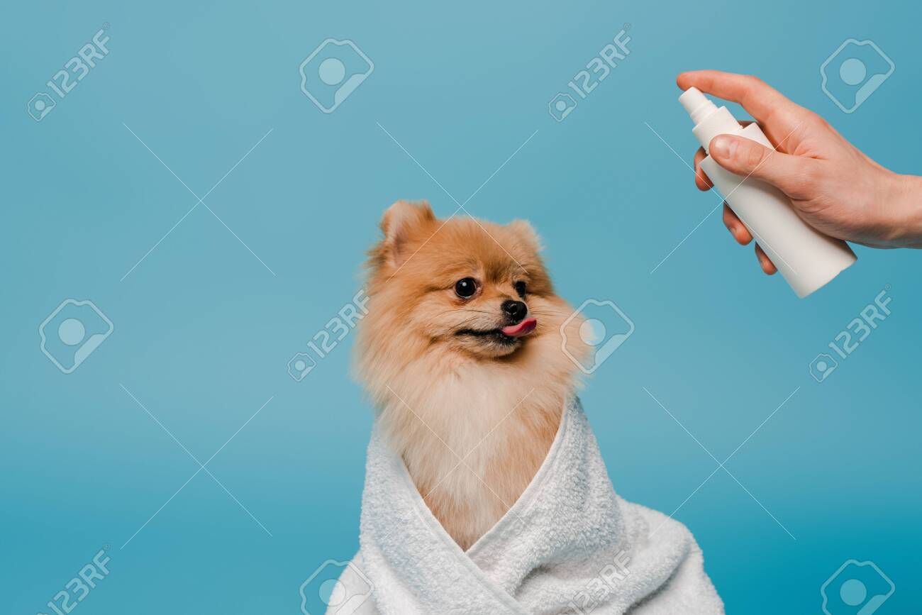 spray bottle on dog