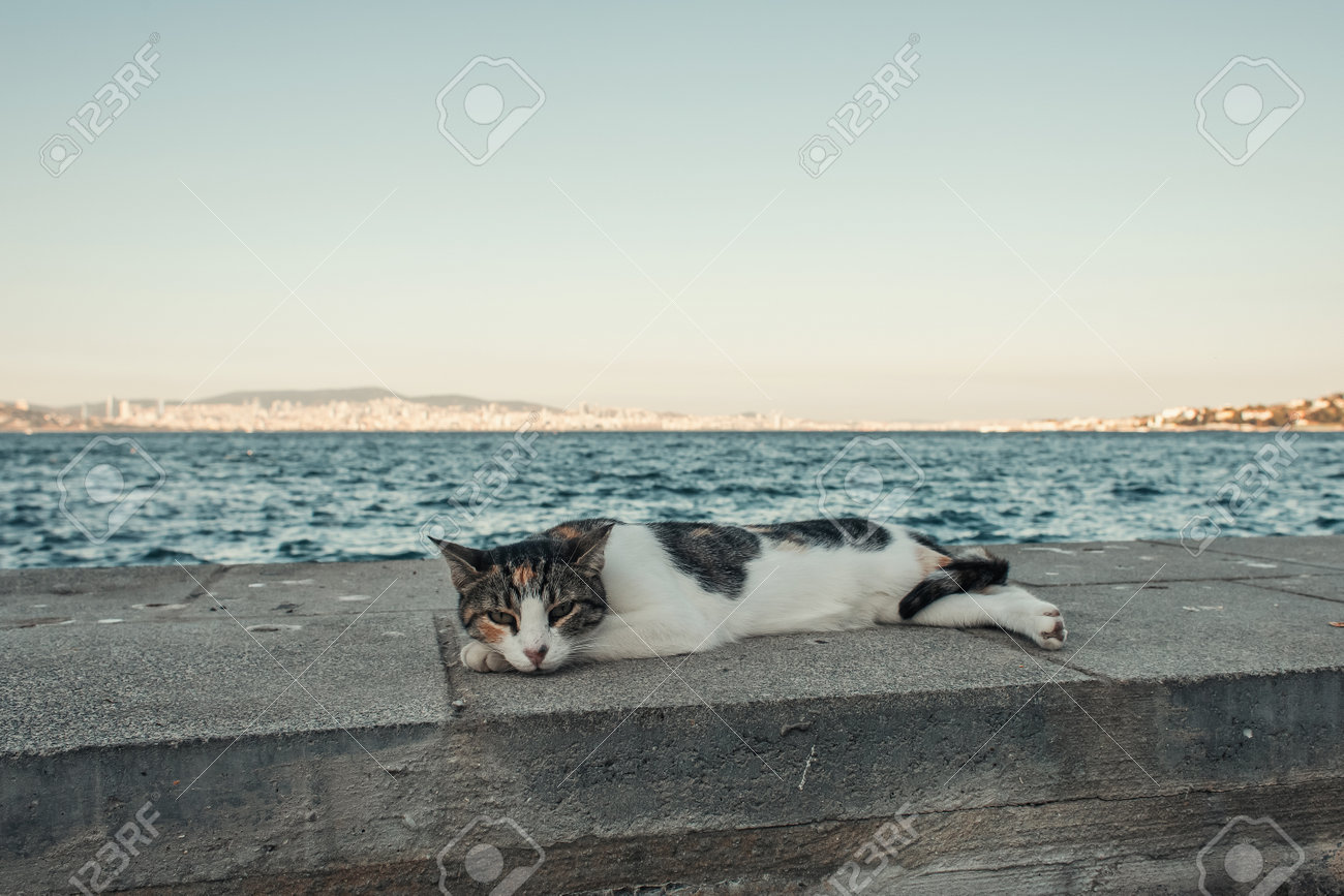 etiam-dictum-ipsum-a-felis