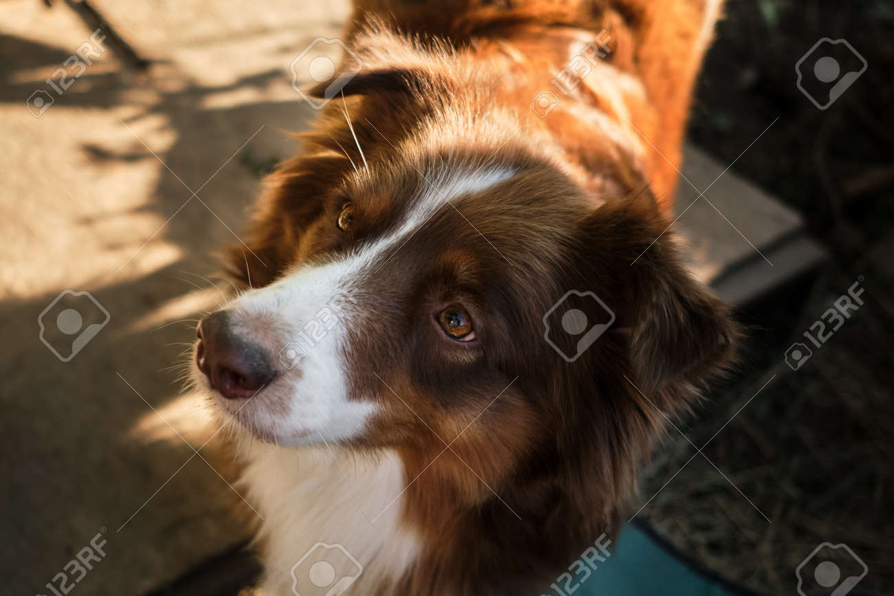Kennel Of Australian Shepherds. Adult Dog Aussie Color Red Tricolor With  Intelligent Brown Eyes And Thin White Stripe On Head Looks Carefully And  Asks For Meat. Stock Photo, Picture and Royalty Free, image size:1300x867