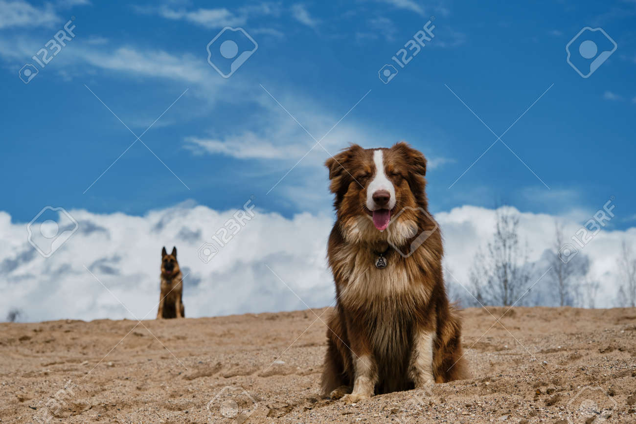 Australian Shepherd Puppy Red Tricolor Sits On Sand Dune And Behind Against  Background Of Clouds Adult German Shepherd, Blurred Silhouette Of Dog In  Distance. Blue Sky On Sunny Day And Two Dogs., image size:1300x867
