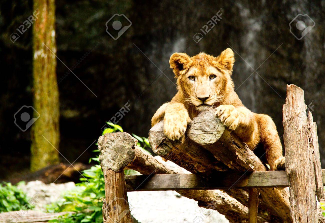 etiam-dictum-ipsum-a-felis