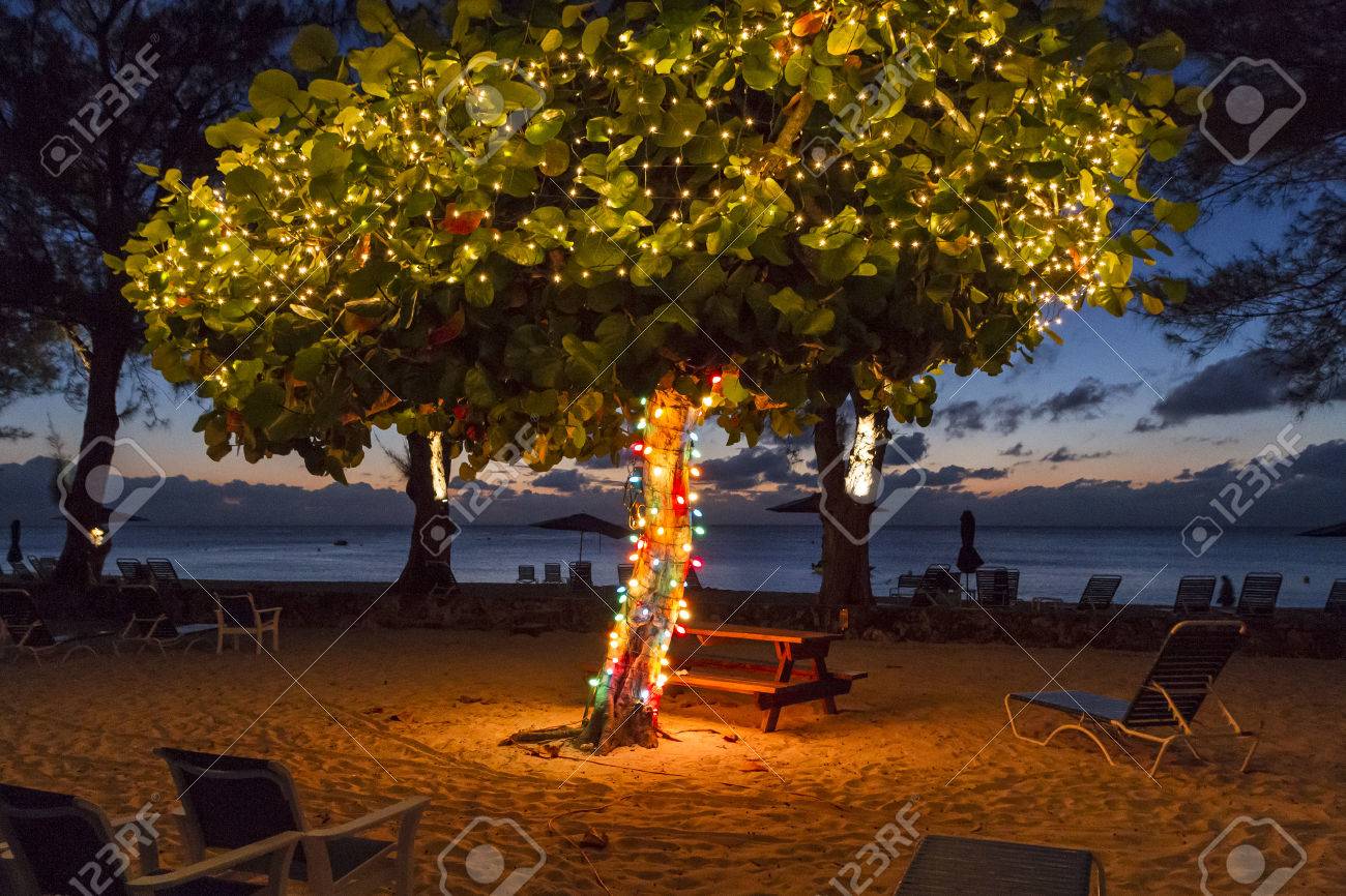 Ein Baum Mit Weihnachtsbeleuchtung In Der Dämmerung Am Seven Seas Beach In  Grand Cayman Lizenzfreie Fotos, Bilder Und Stock Fotografie. Image 26140687.