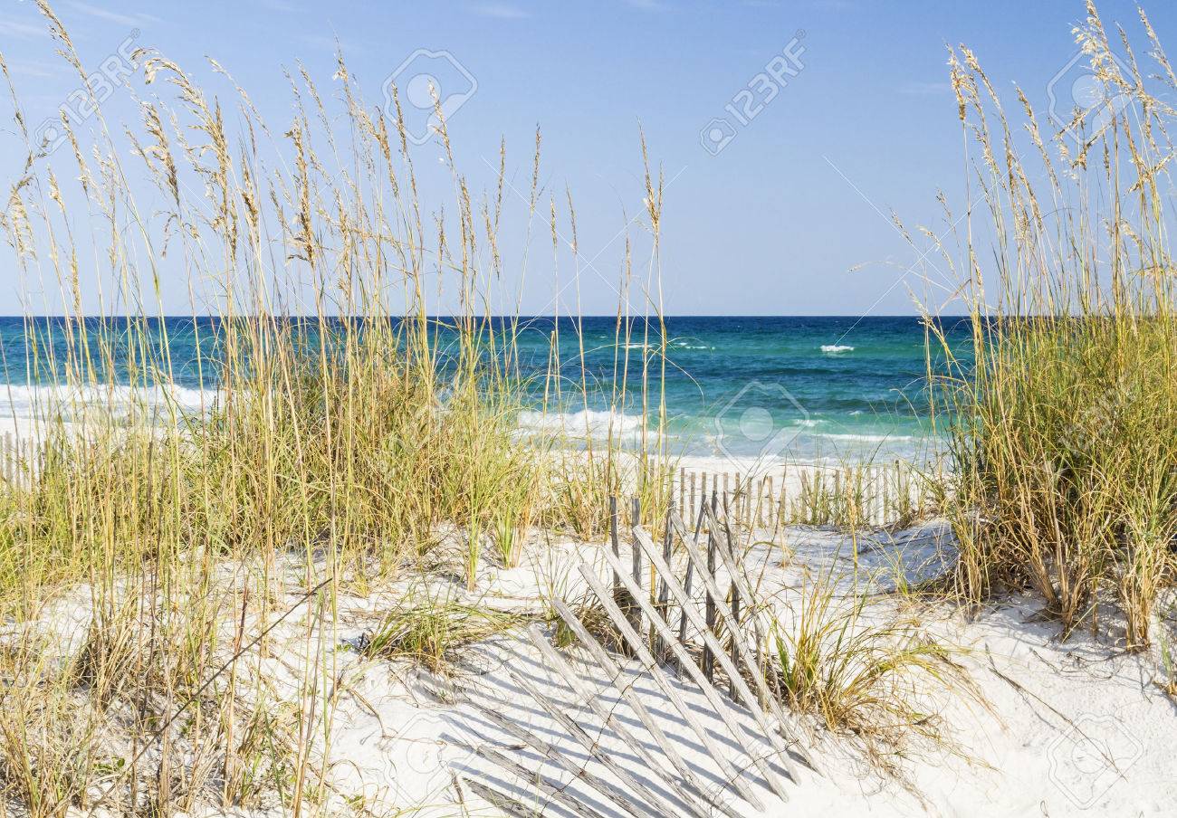 Dune fence and sea oats on the dunes at Pensacola Beach, Florida on Gulf Islands National Seashore. - 31730392 Dune fence and sea oats on the dunes at Pensacola Beach, Florida on Gulf Islands National Seashore. - 31730392