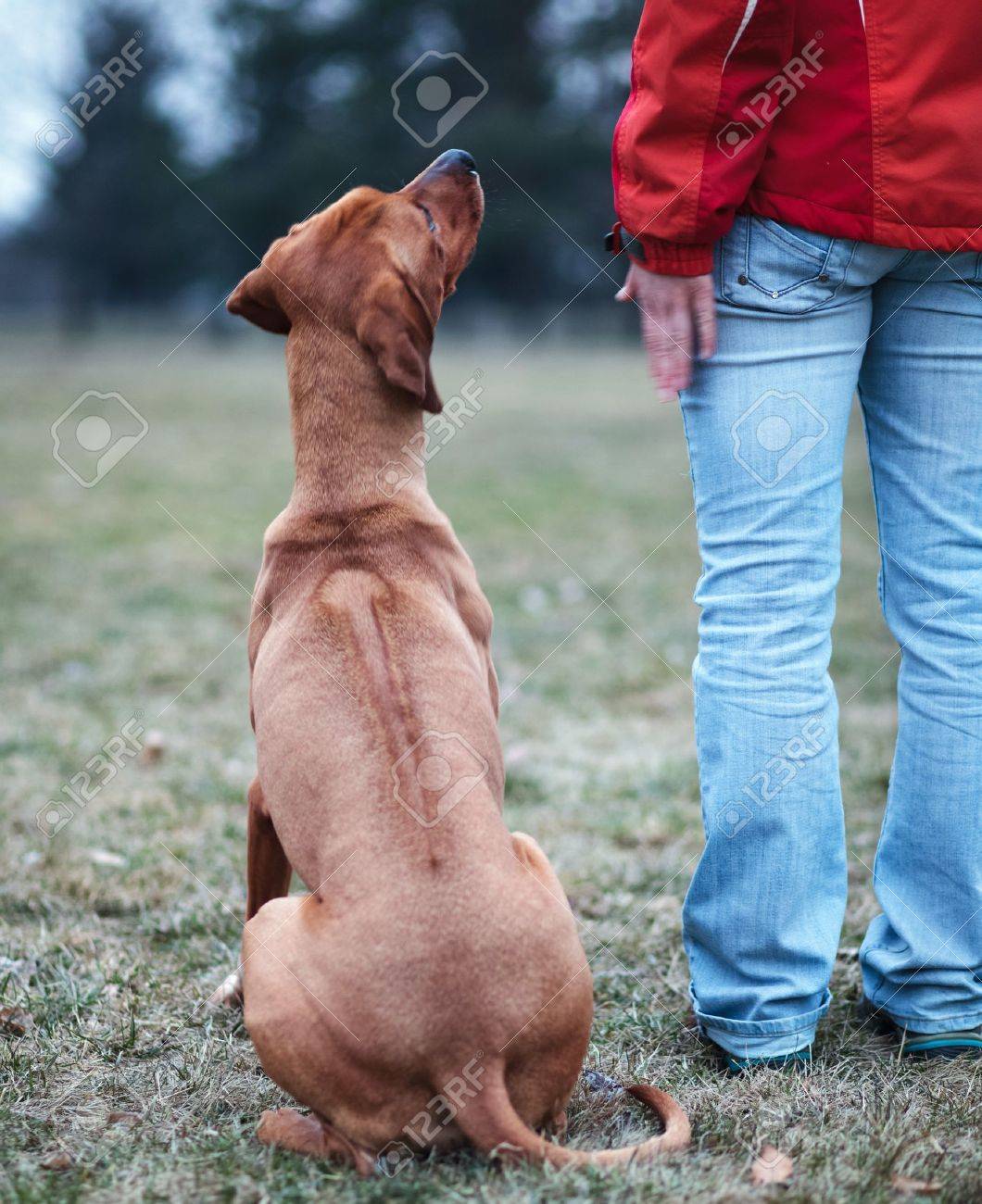 rhodesian ridgeback obedience