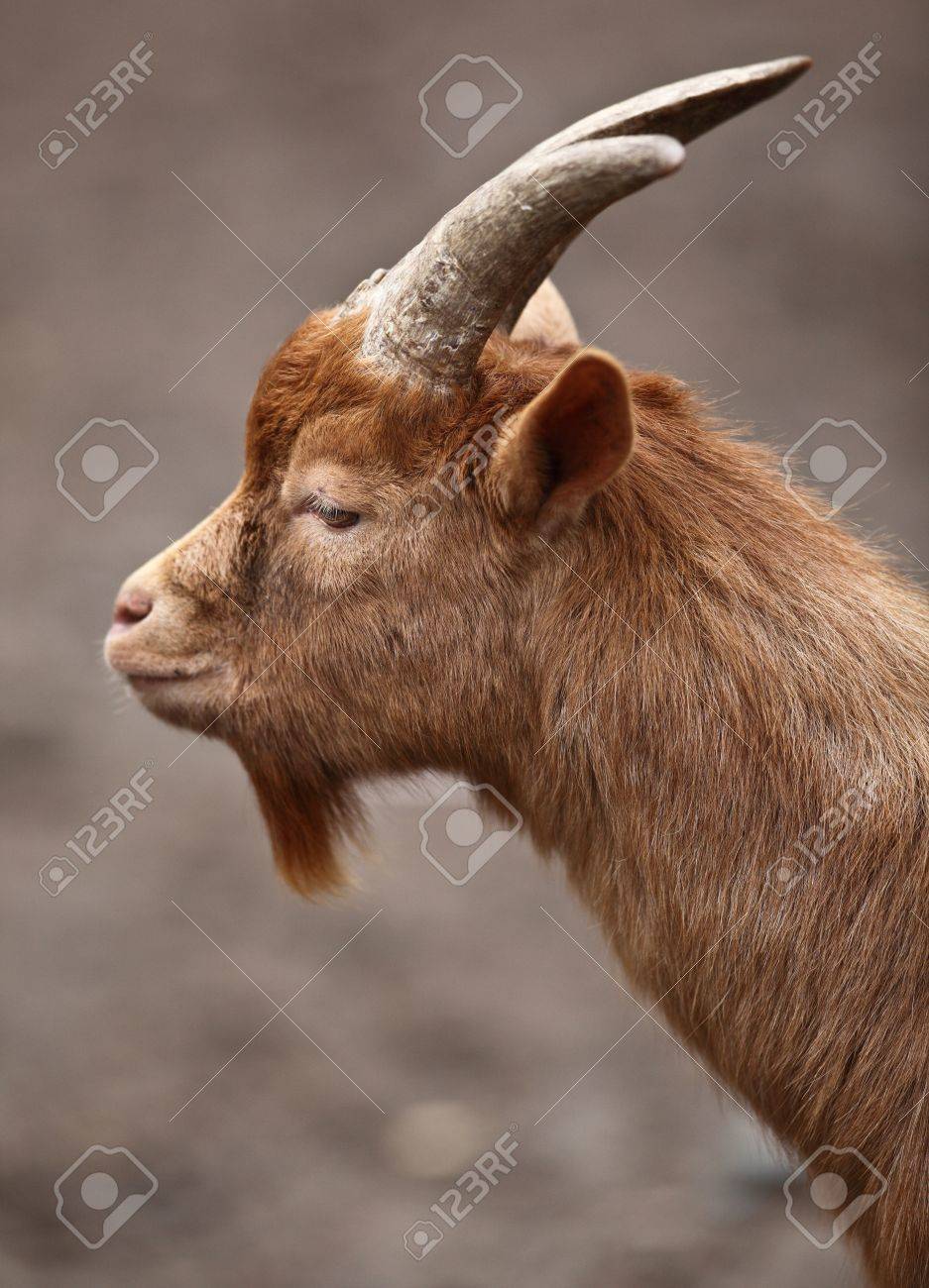 赤いヤギ Capra Aegagrus Hircusの写真素材・画像素材 Image