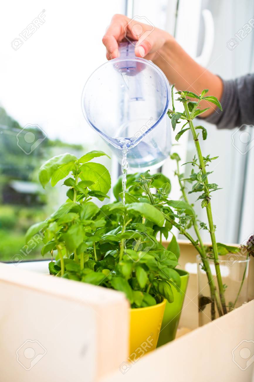 Watering The Kitchen Herbs Young Woman Pouring Fresh Water