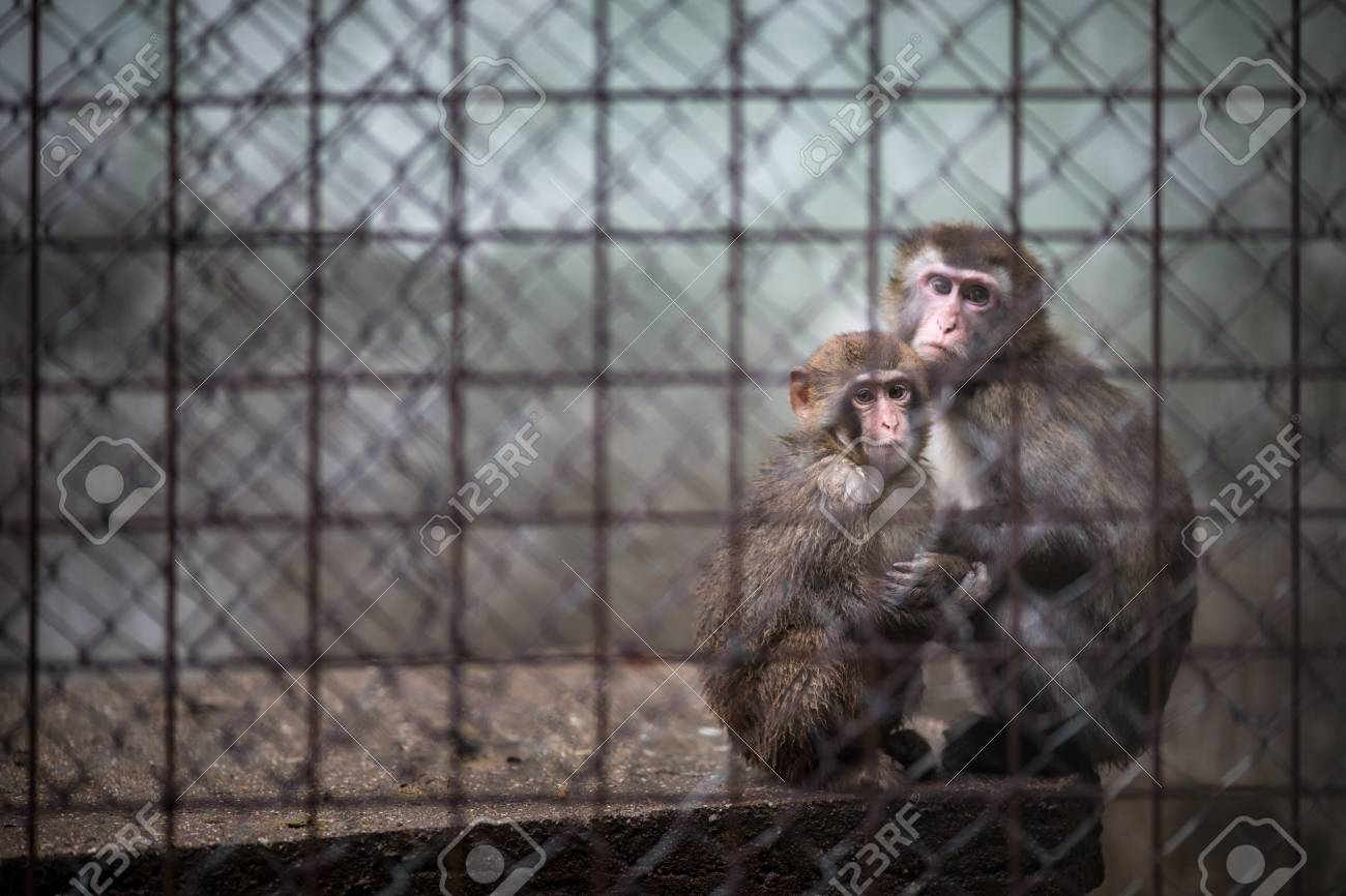 Sad monkeys behind bars in captivity - 99596853 Sad monkeys behind bars in captivity - 99596853