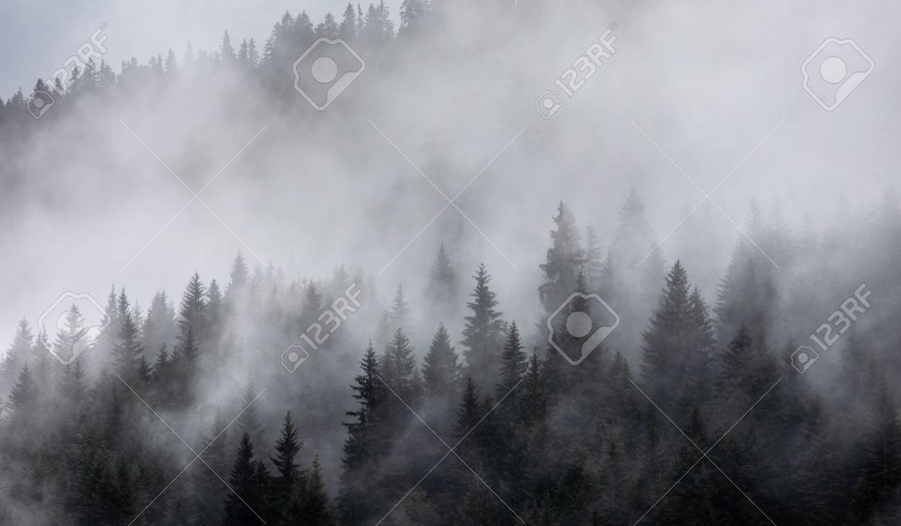 Forest in the mist as a background. Beautiful natural landscape in the summer time - 107062922 Forest in the mist as a background. Beautiful natural landscape in the summer time - 107062922