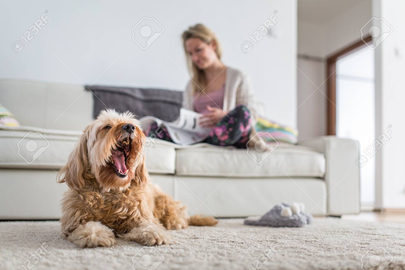 Dog in a modern , bright living room on carpet, a ted bored while his owner is busy working from home - 117809405 Dog in a modern , bright living room on carpet, a ted bored while his owner is busy working from home - 117809405