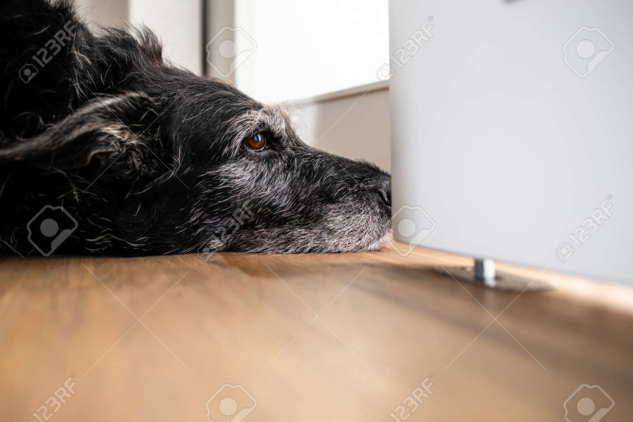 A sad looking dog is waiting for his master to stop working and take him for a walk. A large breed dog looks sad and lonely at home. - 169294142 A sad looking dog is waiting for his master to stop working and take him for a walk. A large breed dog looks sad and lonely at home. - 169294142