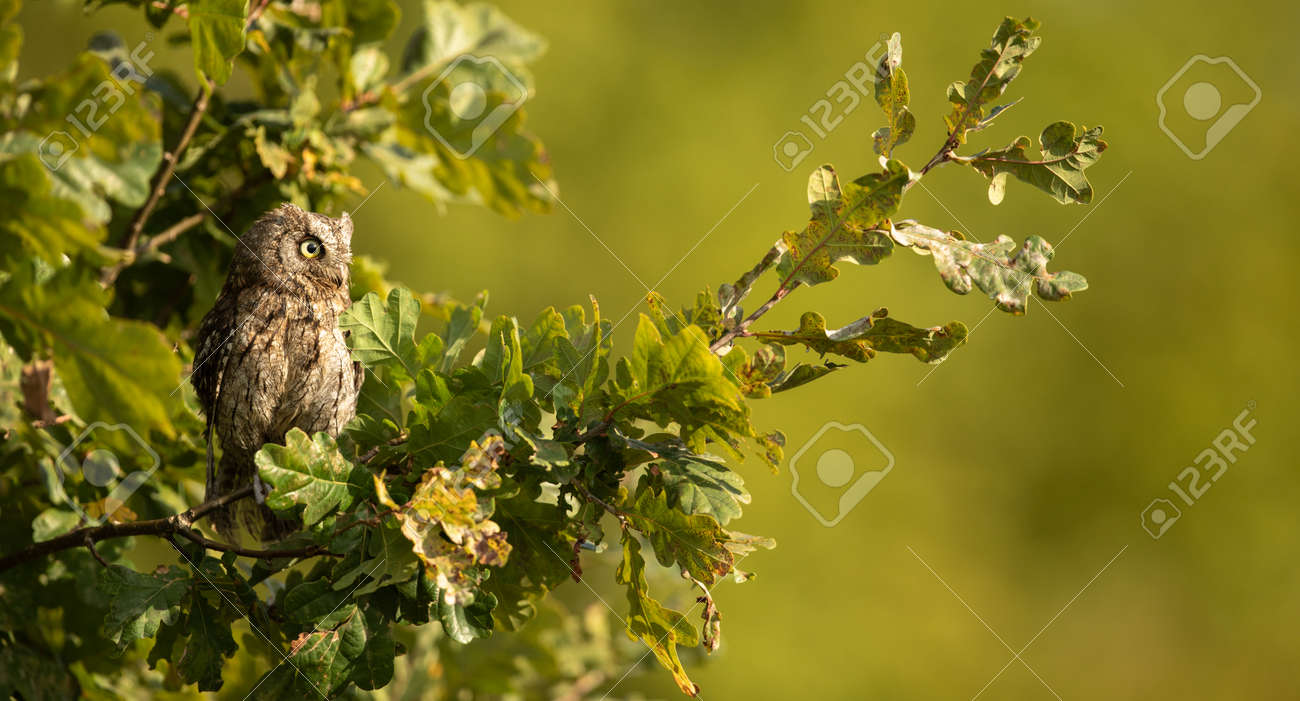 Eurasian scops owl (Otus scops) - Small scops owl on a branch in autumnal forest - 171623490 Eurasian scops owl (Otus scops) - Small scops owl on a branch in autumnal forest - 171623490