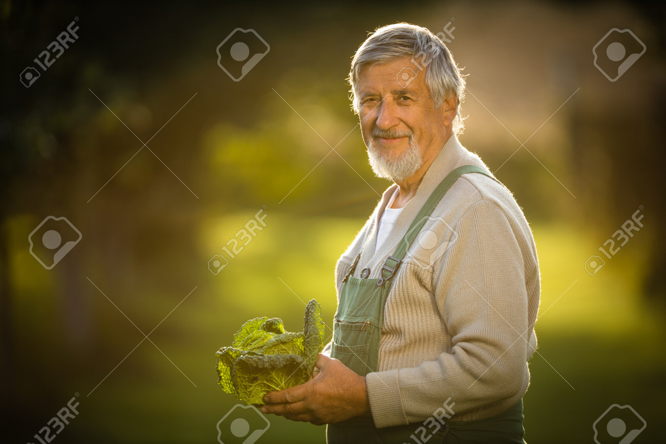 Senior gardener gardening in his permaculture garden - holding a splendid Savoy Cabbage head - 171623515 Senior gardener gardening in his permaculture garden - holding a splendid Savoy Cabbage head - 171623515