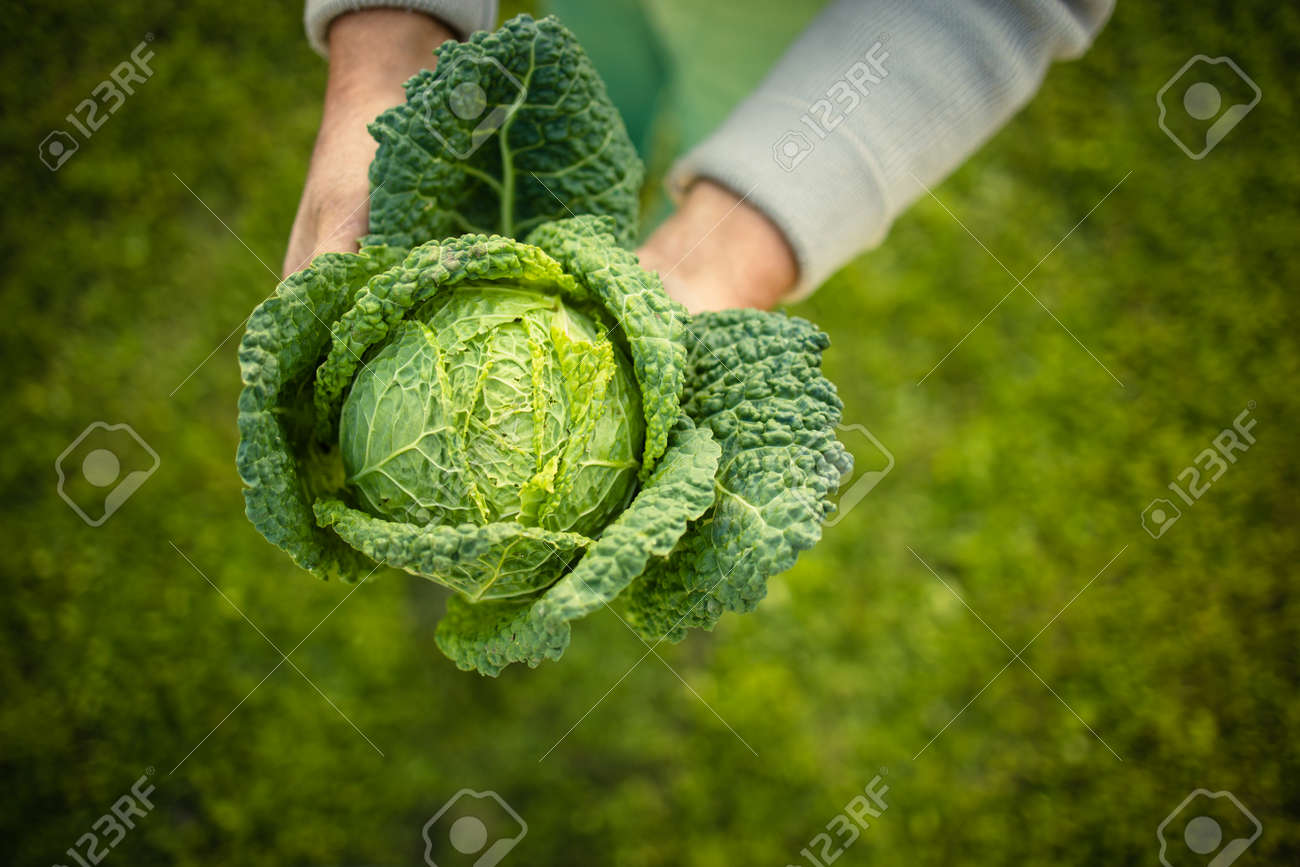 Senior gardener gardening in his permaculture garden - holding a splendid Savoy Cabbage head - 171623528 Senior gardener gardening in his permaculture garden - holding a splendid Savoy Cabbage head - 171623528