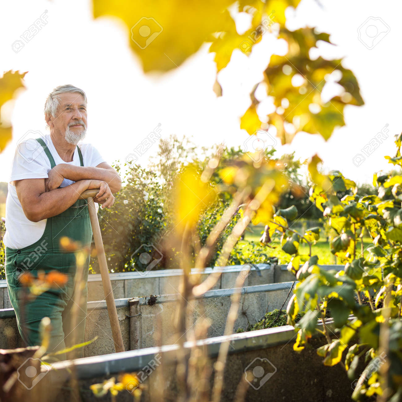 Senior gardenr gardening in his permaculture garden - 171623544 Senior gardenr gardening in his permaculture garden - 171623544