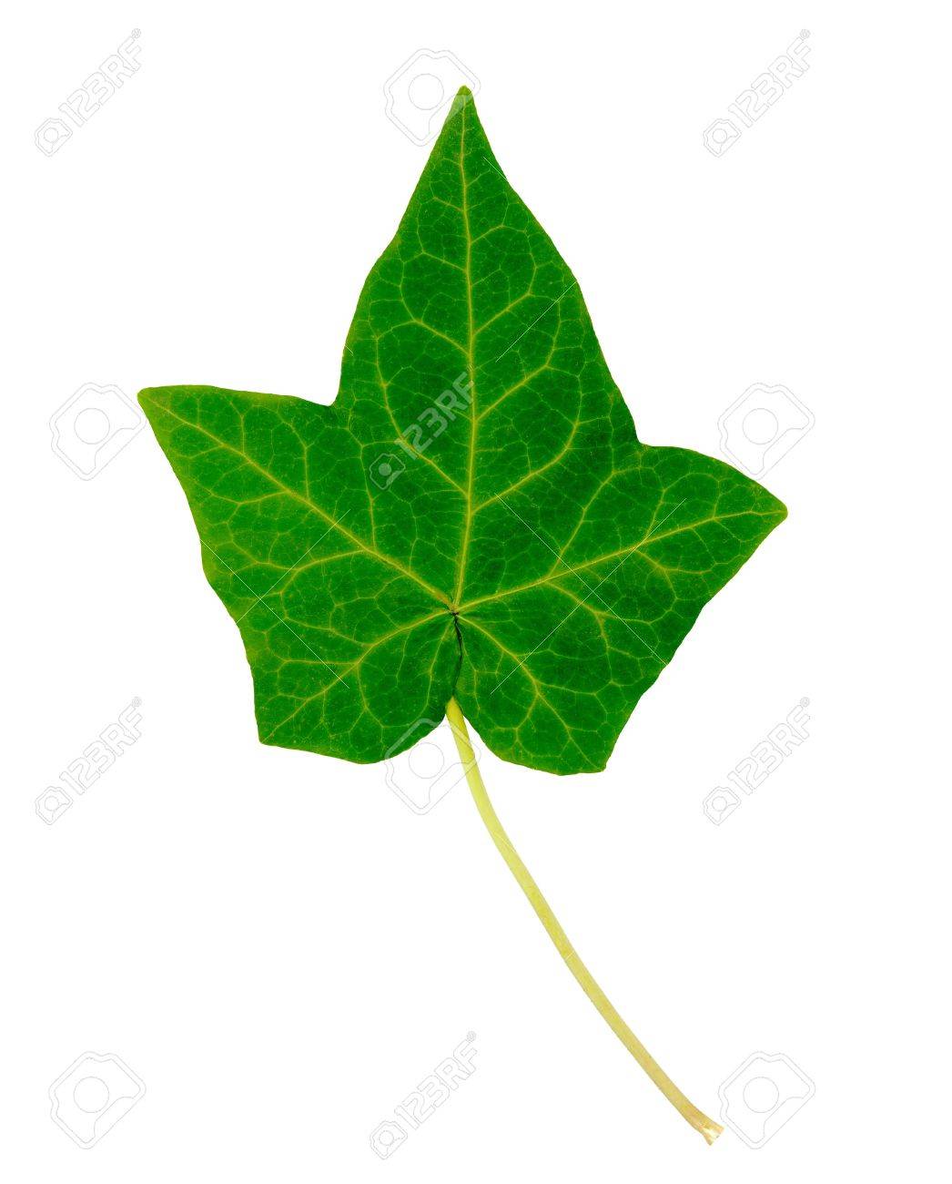 english ivy single leaf isolated on white stock photo picture and