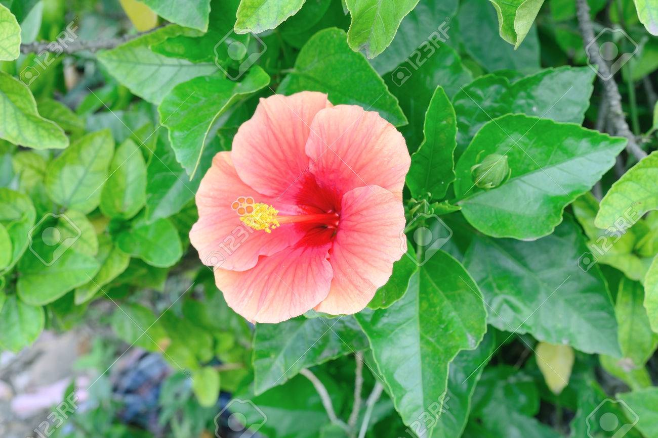 ハイビスカス花の花粉 の写真素材 画像素材 Image