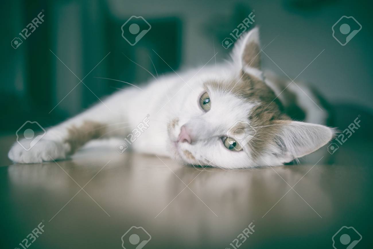 etiam-dictum-ipsum-a-felis