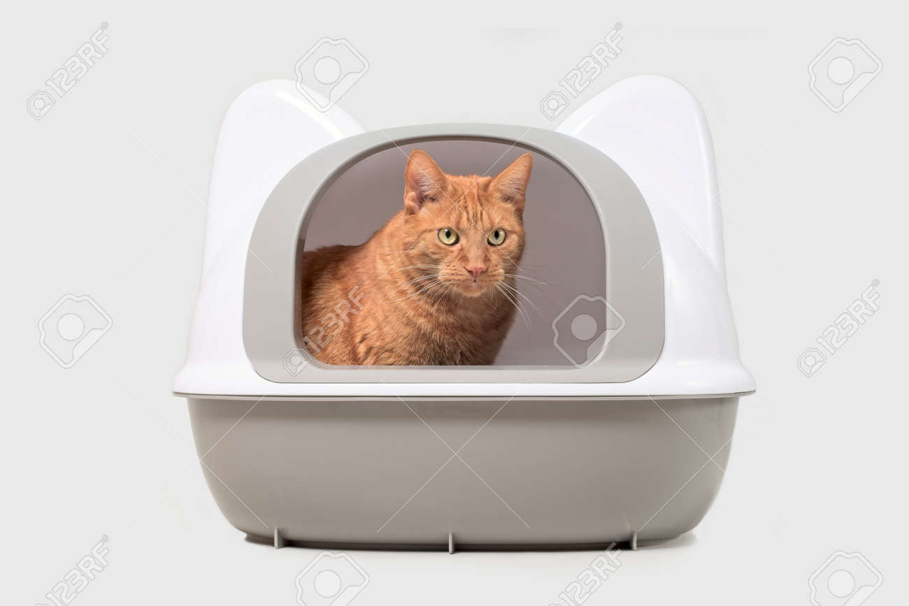 Cute Red Cat Sitting In A Closed Litter Box And Looking Away Isolated On Gray With Copy Space Banque D Images Et Photos Libres De Droits Image