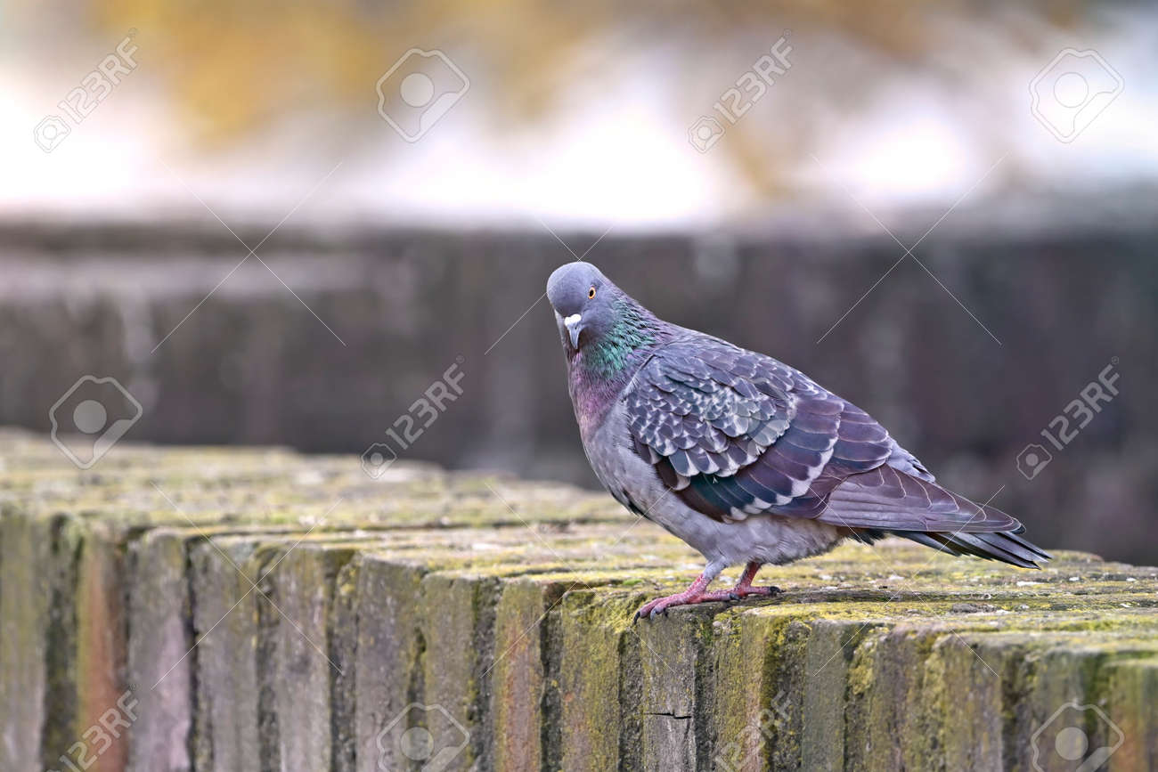 Pigeon bird sitting on a stone wall and looking at camera. - 163589323 Pigeon bird sitting on a stone wall and looking at camera. - 163589323