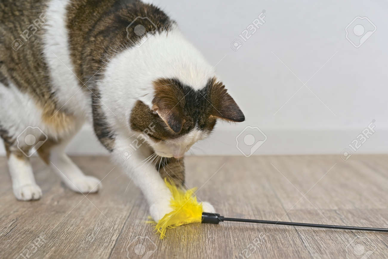 Child aged cat playing with a feather cat toy. - 164662898 Child aged cat playing with a feather cat toy. - 164662898